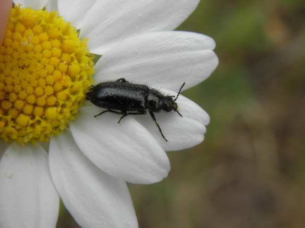 Dasytes sp. dalla Sicilia